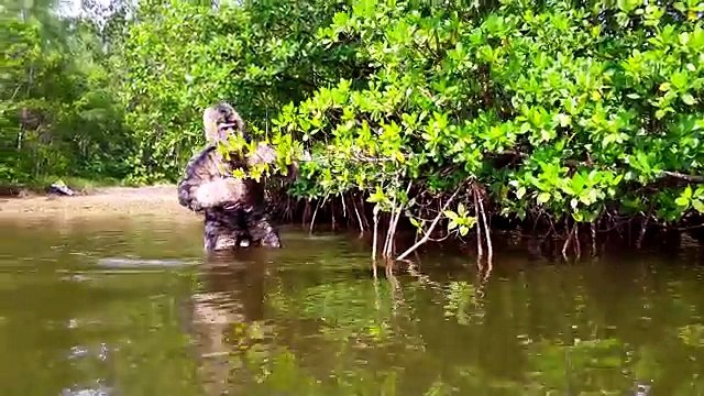 Les Aventures de MARAIS APE