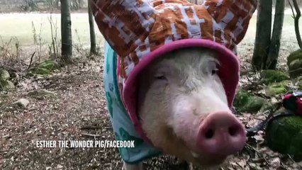 Couple whose 'micropig' grew into 46st porker bigger than POLAR BEAR
