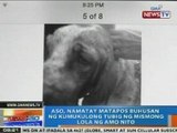 NTG: Aso, namatay matapos buhusan ng kumukulong tubig ng mismong lola ng amo nito