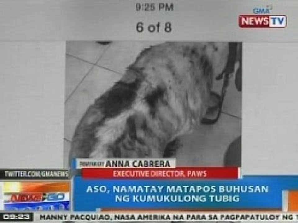 NTG: Panayam kay PAWS exec. dir. Cabrera kaugnay sa asong binuhusan ng kumukulong tubig
