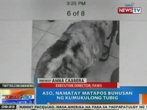 NTG: Panayam kay PAWS exec. dir. Cabrera kaugnay sa asong binuhusan ng kumukulong tubig