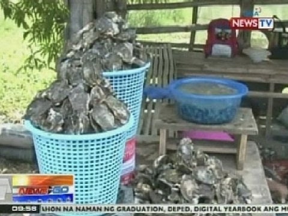 NTG: 2 sako ng talaba na hinihinalang apektado ng red tide, kinumpiska sa Dagupan