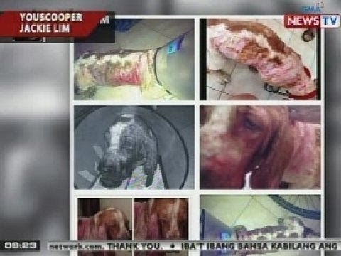 SONA: Alagang aso, namatay matapos magtamo ng 3rd degree burns ng buhusan ng kumukulong tubig