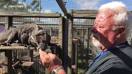 Hand-feeding a Rhino Iguana can be dangerous