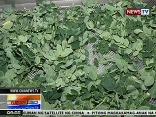 NTG: Malunggay, isinusulong na kilalanin bilang National Vegetable of the Philippines