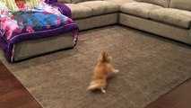 An extremely excited, possibly 'possessed', chihuahua