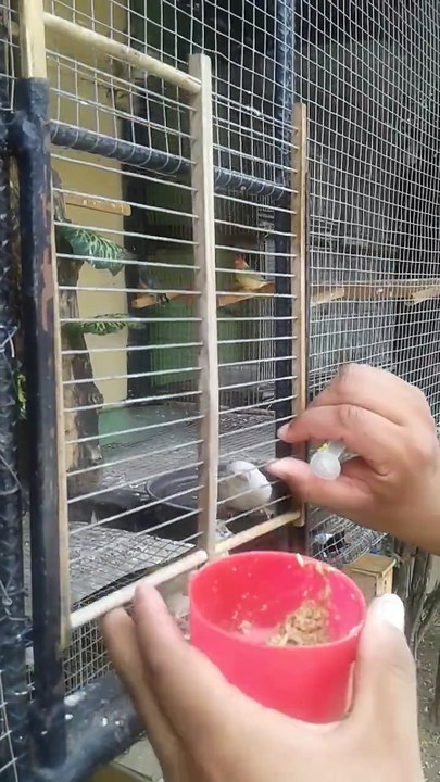finch hand feeding