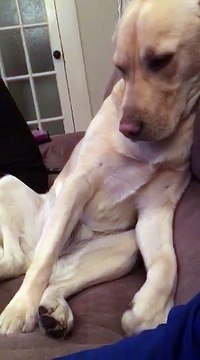 Cute Labrador Dog Demanding Petting