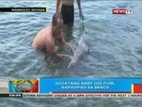 BP: Sugatang baby dolphin, napadpad sa beach sa Mariveles, Bataan