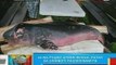 BP: 24 na pygmy sperm whale, patay sa umano'y pagdidinamita sa Siargao Island