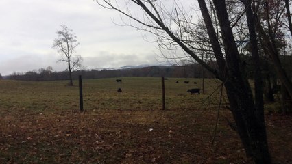 Z57 Reviews the Foggy Mountains