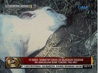 10 baka, namatay dahil sa blackleg disease na nakukuha raw tuwing tag-init