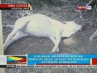 BP: 9 na baka sa Abra, magkakasunod na namatay dahil sa sakit na blackleg