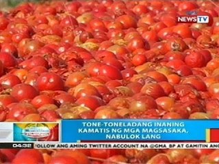 BP: Tone-toneladang inaning kamatis ng mga magsasaka sa Ilocos Sur, nabulok lang