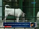 Saksi: DOH: tumataas ang kaso ng rabies tuwing tag-init