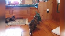En Komik Korkak Kediler - Kedi Oyunları