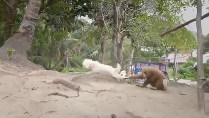 Köpeği Çılgına Çeviren Maymun