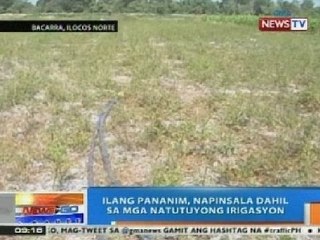 NTG: Ilang panamim sa Ilocos Norte, napinsala dahil sa mga natutuyong irigasyon