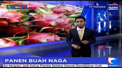 Jelang Imlek Permintaan Buah Naga Melonjak