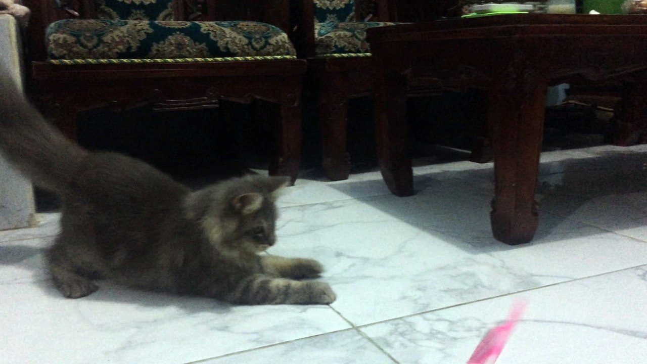 play, cat persia