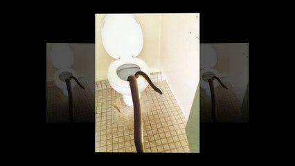 Python Pops Up In A Womens Bathroom In Australia