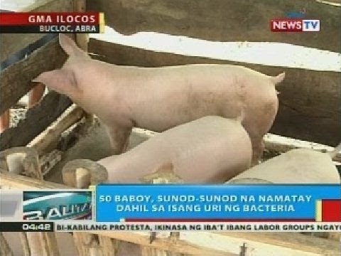 BP: 50 baboy sa Abra, sunod-sunod na namatay dahil sa isang uri ng bacteria