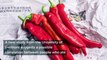 Hot red chili peppers can help you live longer, study says