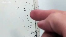 Il filme des milliers de fourmis dans une chambre d'hôtel