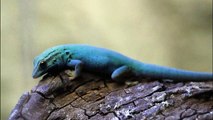Electric Blue Gecko