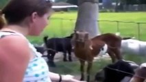 Funniest Goats Fail & Screaming Compilation 2015