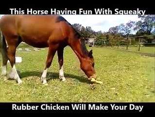 Cavalo eufórico ao encontrar novo brinquedo galinha de borracha