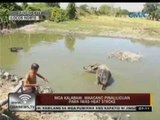 24 Oras: Mga kalabaw, maagang pinaliliguan para iwas-heat stroke