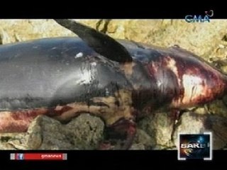 Dolphin, natagpuang patay sa Lapu-Lapu, Cebu
