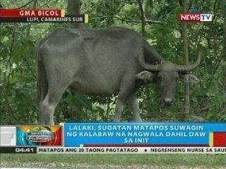 BP: Lalaki, sugatan matapos suwagin ng kalabaw na nagwala dahil daw sa init