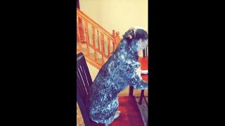 Mannequin Challenge pour chien
