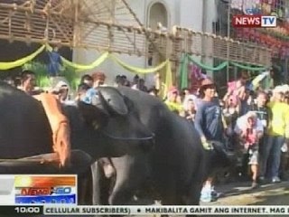 NTG: Mga lumuluhod na kalabaw, tampok sa Pista ni San Isidro Labrador sa Bulacan