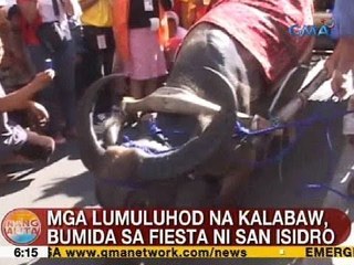 UB: Mga lumuluhod na kalabaw, bumida sa Fiesta ni San Isidro sa Bulacan