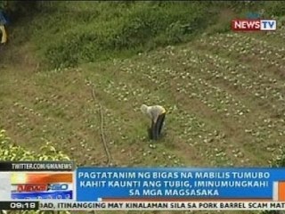 NTG: Pagtatanim ng bigas na mabilis tumubo kahit kaunti ang tubig, iminumungkahi