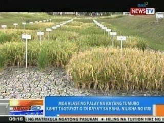 NTG: Mga klase ng palay na kayang tumubo kahit tagtuyot o sa baha, nilikha
