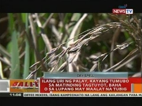 Ilang uri ng palay, kayang tumubo sa matinding tagtuyot, baha o sa lupang may maalat na tubig