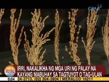 UB: IRRI, nakalikha ng mga uri ng palay na kayang mabuhay sa tagtuyot o tag-ulan