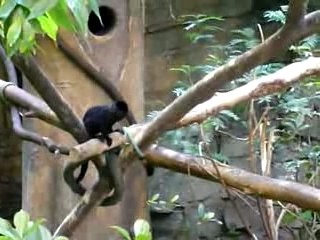7_Petit singe bondissant - Biodôme de Montréal