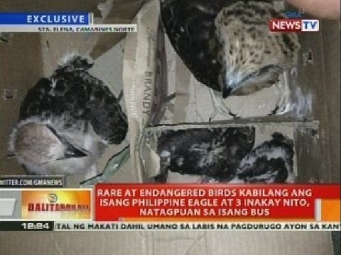Rare at endangered birds kabilang ang isang Phl Eagle at 3 inakay nito, natagpuan sa isang bus