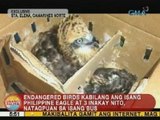 UB: Endangered birds kabilang ang isang PHL Eagle at 3 inakay nito, natagpuan sa isang bus
