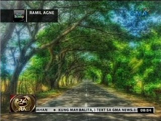 Hilera ng mga puno na daang taon na ang tanda sa Bulan, Sorsogon, pinagpuputol para sa road widening
