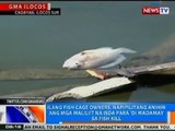 NTG: Ilang fish cage owners, apektado sa fish kill dulot ng mainit na panahon