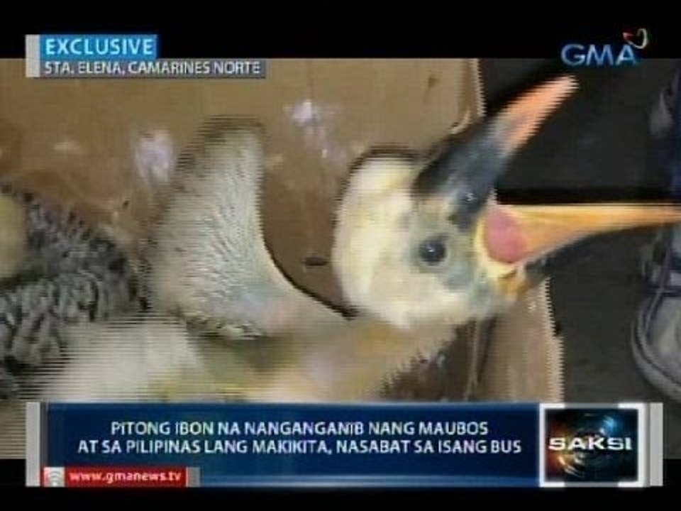 Saksi: 7 endangered birds na sa Pilipinas lang makikita, nasabat sa isang bus sa Camarines Norte