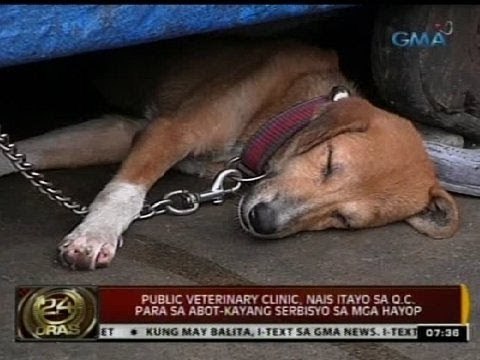 Public Veterinary Clinic, nais itayo sa Q.C. para sa abot-kayang serbisyo sa mga hayop