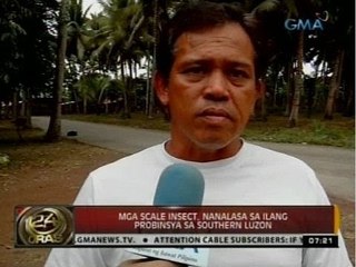 24Oras: Coconut industry, maaaring malugi hanggang P33-B dahil sa mga peste