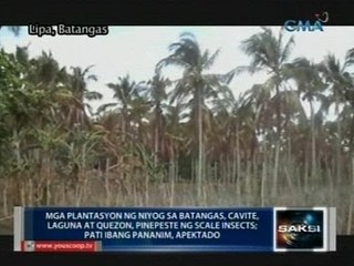 SAKSI: Emergency measures, inilalatag para pigilan ang pamemeste ng scale insects sa mga niyog